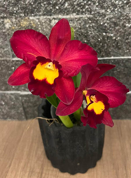 Cattleya Smiley Kiss 'Wilson'