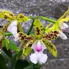 Cattleya YNS Green Leopard 'Jade Dragon'