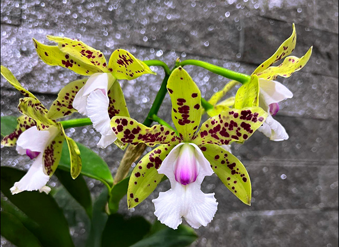 Cattleya YNS Green Leopard 'Jade Dragon'