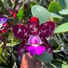 Cattleya Royal Cognac 'Wilson'