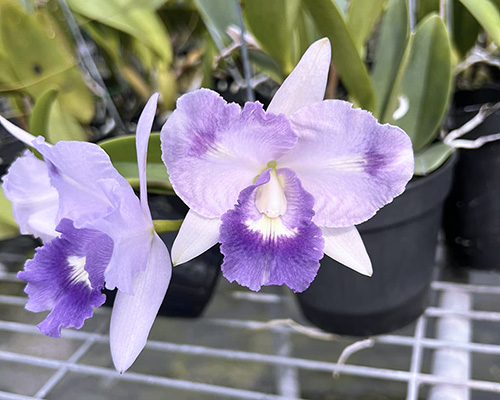 Cattleytonia Final Blue 'Royal Purple'