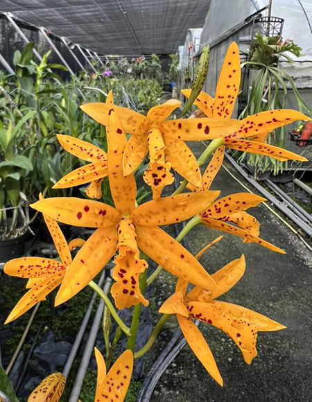 Brassocatanthe Sun Mei Gold 'Elsie May'