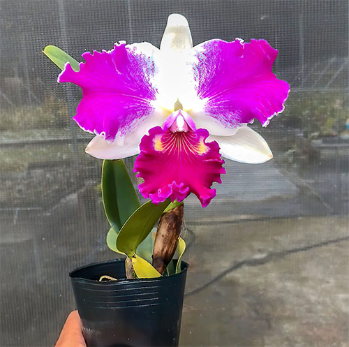 Cattleya NSA Big China