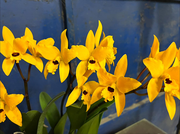 Cattlianthe Goldbrad 'Miku'