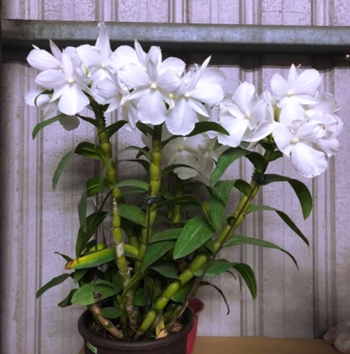 Dendrobium formosum petaloid alba 'White Feather'