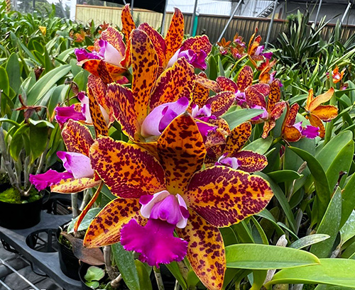 Rhyncholaeliocattleya Naomi's Delight 'SVO'