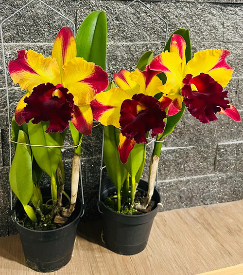 Rhyncholaeliocattleya Toshie Aoki 'Starburst'