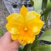 Rhyncholaeliocattleya Huayang Gold 'Pretty'