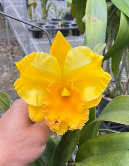 Rhyncholaeliocattleya Huayang Gold 'Pretty'