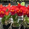 Rhyncholaeliocattleya Nakornchaisri Red 'Red Papaya'