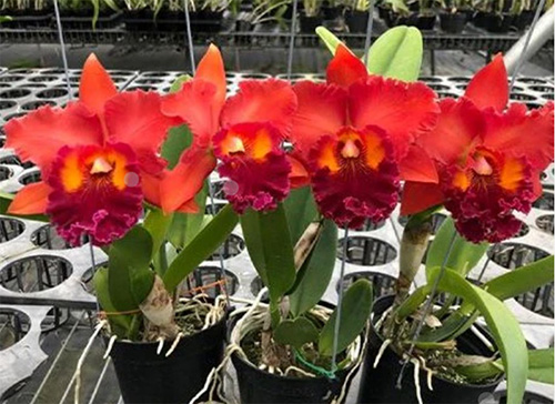 Rhyncholaeliocattleya Nakornchaisri Red 'Red Papaya'