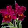 Rhyncholaeliocattleya Sanyung Ruby 'Dawang'