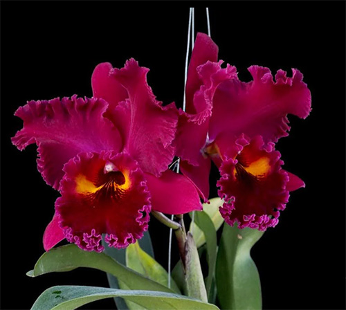 Rhyncholaeliocattleya Sanyung Ruby 'Dawang'