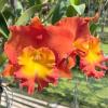 Rhyncholaeliocattleya Star of Siam 'Pumpkin'