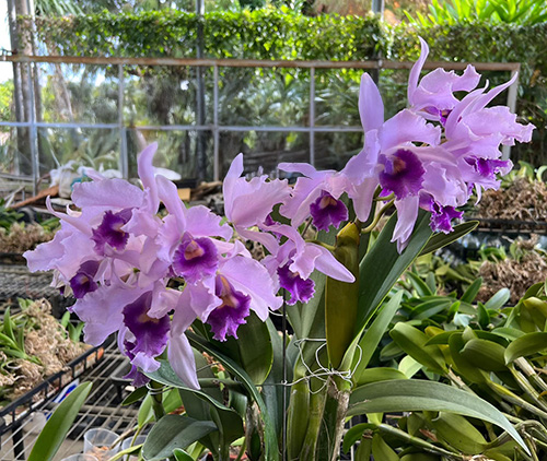 Cattleytonia Poor Paul 'Blue Heaven'