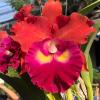 Rhyncholaeliocattleya Siam City 'Red Bull'