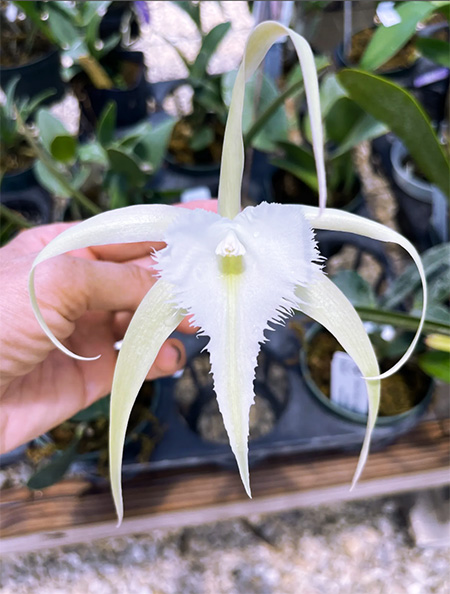 Brassocattleya David Sander 'White Beard'