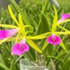 Brassocattleya Gulfshore's Beauty 'Torino'