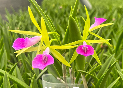 Brassocattleya Gulfshore's Beauty 'Torino'