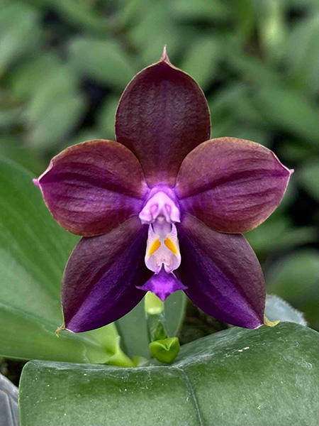 Phalaenopsis Mituo Obsidian 'Neptune'