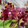 Phalaenopsis Mituo Diamond 'Black Pearl'