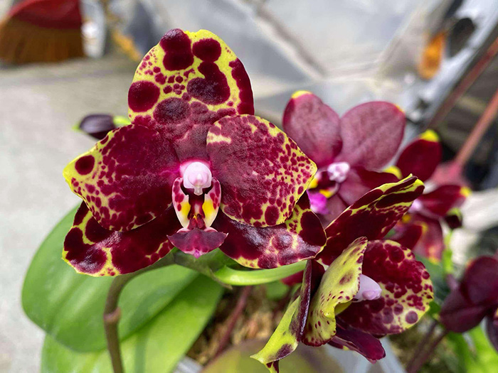 Phalaenopsis Mituo Diamond 'Black Pearl'