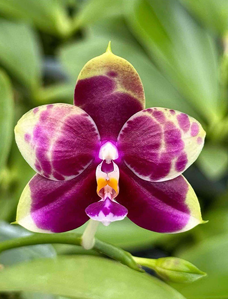 Phalaenopsis Mituo Red Tiger 'Red Lotus'