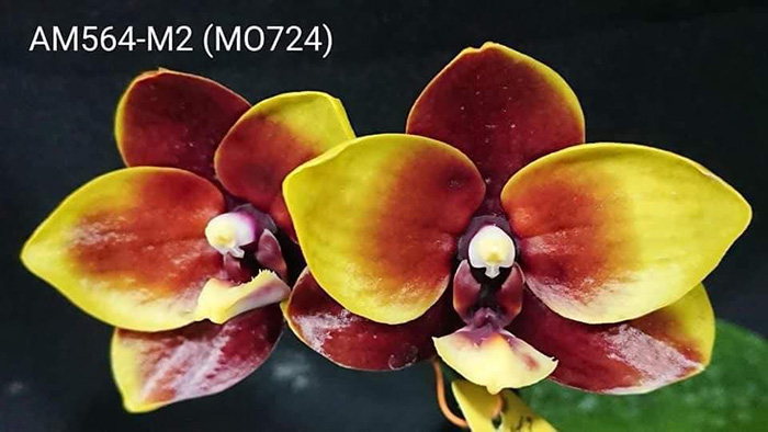 Phalaenopsis Mituo Golden Jewel 'Ink'