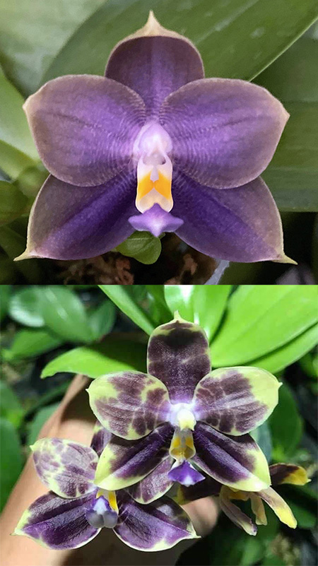 Phalaenopsis 'Blue Bear' x Mituo Purple Dragon 'Blue Python'