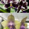 Phalaenopsis Mituo Purple Dragon 'Blue Python' x Mituo Purple Star