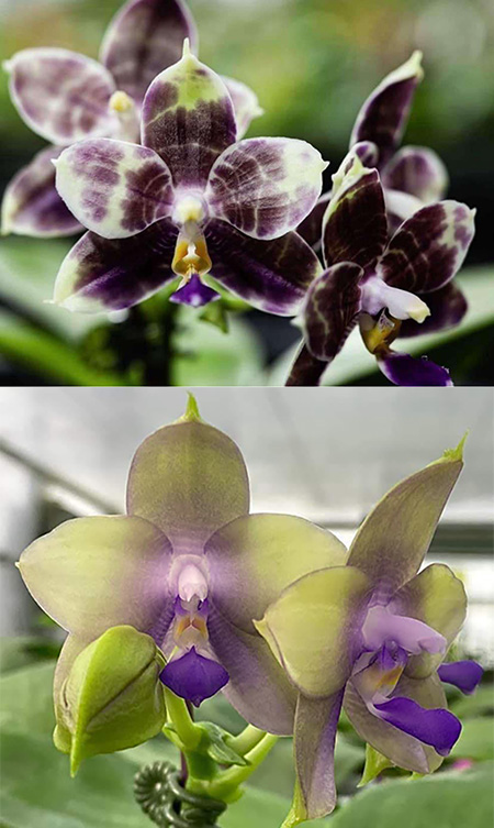 Phalaenopsis Mituo Purple Dragon 'Blue Python' x Mituo Purple Star