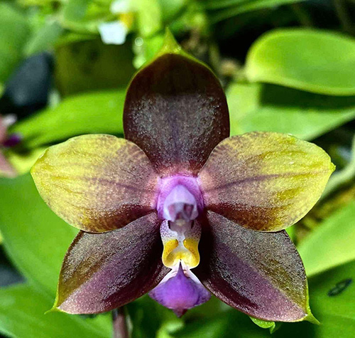 Phalaenopsis Mituo Obsidian 'Pluto'