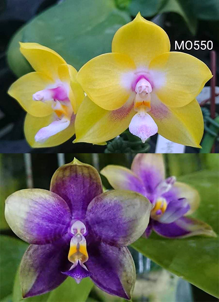 Phalaenopsis Mituo Gelb Eagle 'Oriole' x Mituo Blue Smurfs 'Blue Sea'