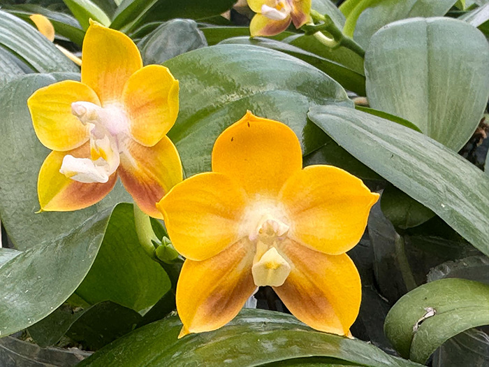 Phalaenopsis Mituo Obsidian 'Golden Toad'