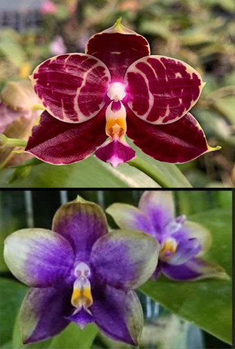 Phalaenopsis Mituo Red Tiger x Mituo Blue Smurfs 'Blue Sea'