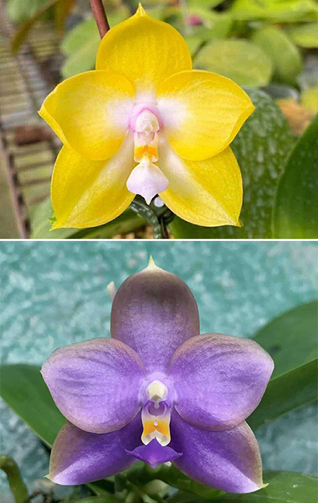 Phalaenopsis Mituo Gelb Eagle 'Oriole' x Mituo 24 Solar Terms