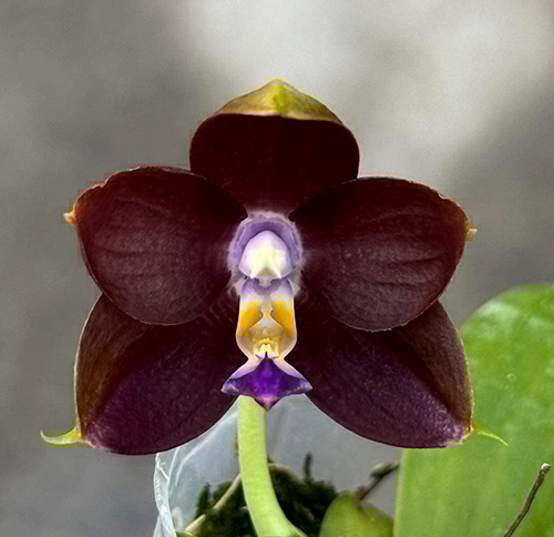 Phalaenopsis Mituo Purple Dragon 'Blackberry'