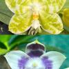 Phalaenopsis (Mel's Lovely Giant x Mituo Golden Tiger) x Mituo Speciosa Dragon