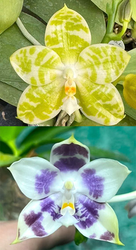 Phalaenopsis (Mel's Lovely Giant x Mituo Golden Tiger) x Mituo Speciosa Dragon