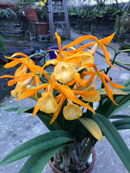 Brassocattleya Golden Glory 'Apollo'