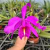 Cattleya maxima 'Didier'