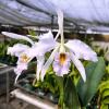 Laeliocattleya Uzhupud Night coerulea