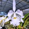 Cattleya Adrienne de Wavrin alba