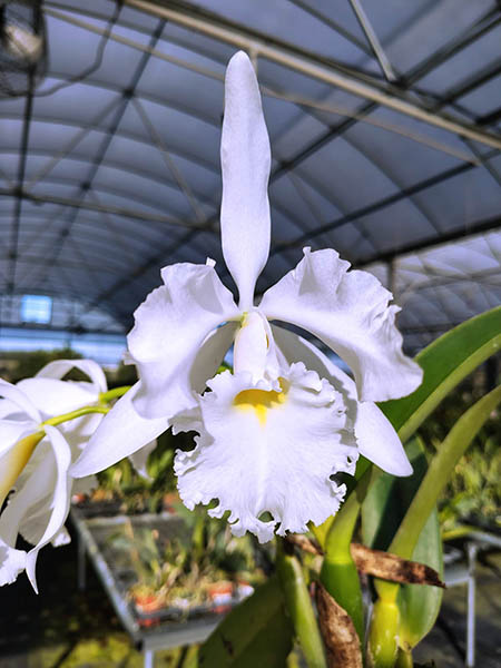 Cattleya Adrienne de Wavrin alba