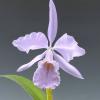 Cattleya Adrienne de Wavrin f. coerulea