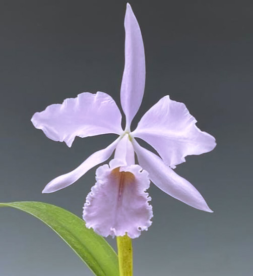 Cattleya Adrienne de Wavrin f. coerulea