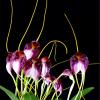 Masdevallia schroederiana