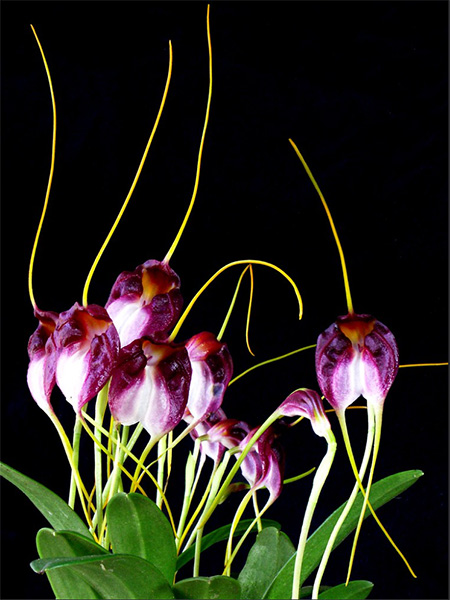 Masdevallia schroederiana