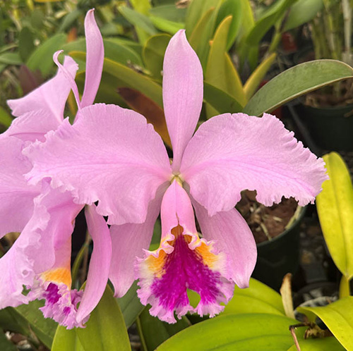 Cattleya mossiae 'SVO Superb' 4n x self