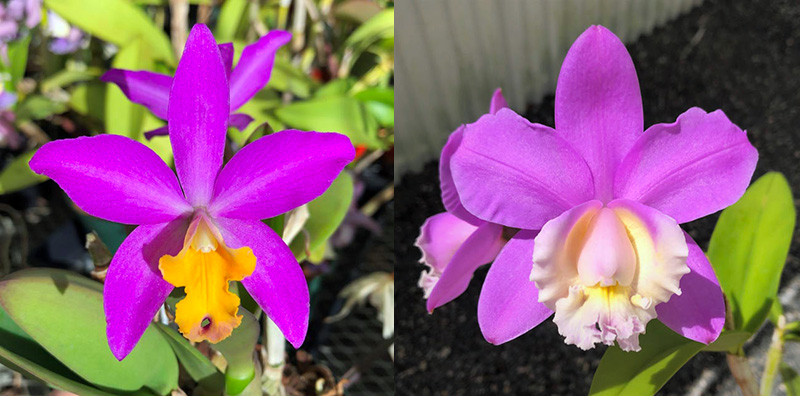 Laeliocattleya Tiny Treasure 'Star Amethyst' HCC/AOS x Cattleya harrisoniana 'Volcano Diamond' 4n